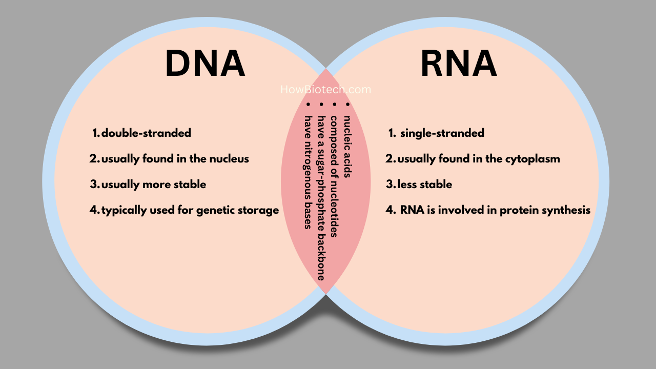 DNA vs RNA Venn Diagram
